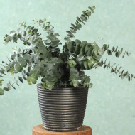Eucalyptus pulverulenta Baby Blue Spiral