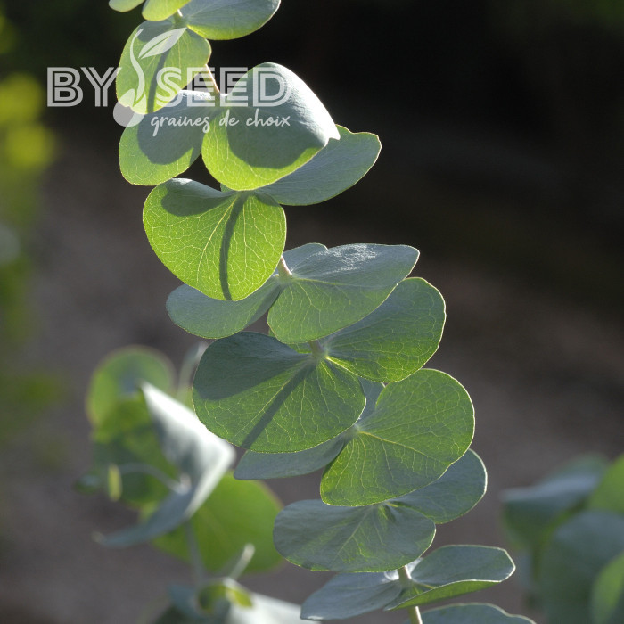 Eucalyptus pulverulenta Baby Blue Spiral