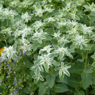 Euphorbe panachée (annuelle) Kilimanjaro