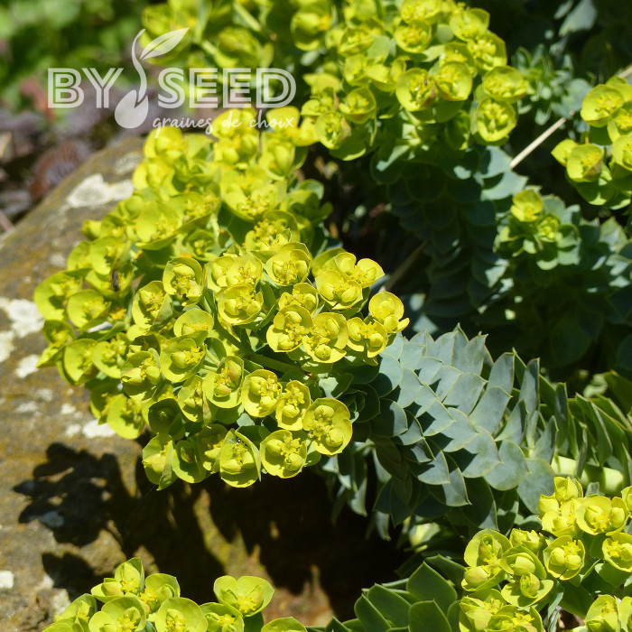 Euphorbe vivace de Corse - Euphorbia myrsinites