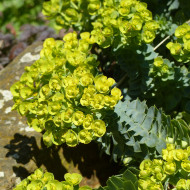 Euphorbe vivace de Corse - Euphorbia myrsinites
