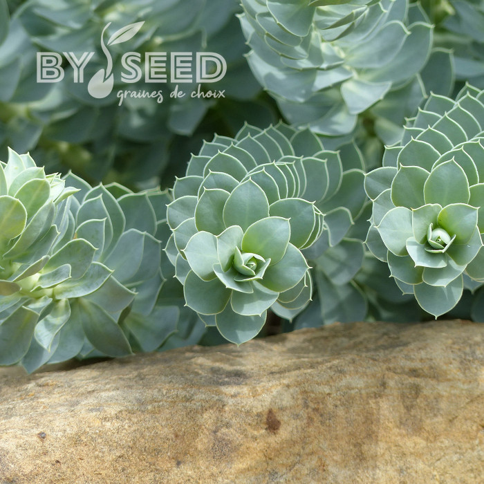 Euphorbe vivace de Corse - Euphorbia myrsinites