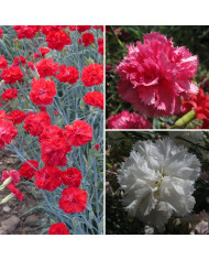 Œillet des fleuristes Triumph Rose