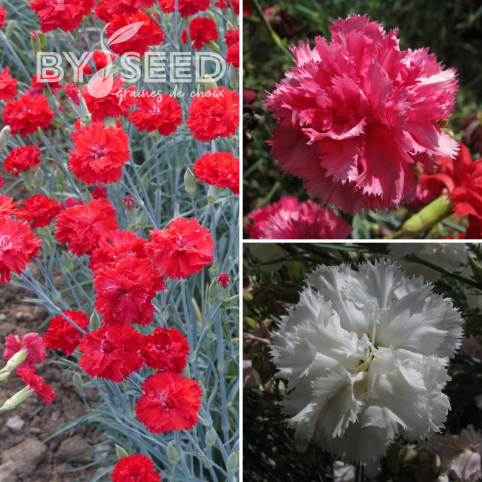 Œillet des fleuristes Triumph Mix