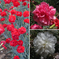 Œillet des fleuristes Triumph Mix