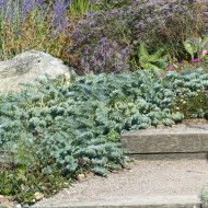 Euphorbe vivace de Corse - Euphorbia myrsinites