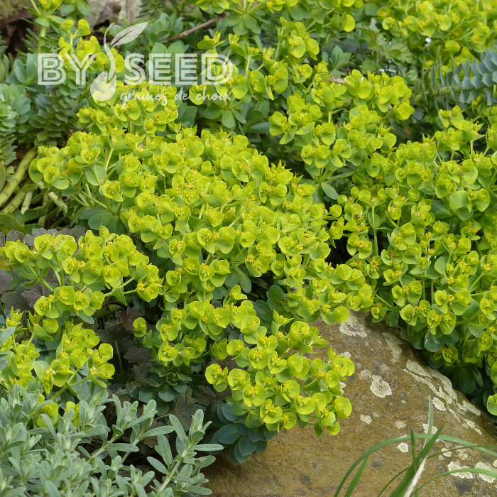 Euphorbe vivace de Corse - Euphorbia myrsinites
