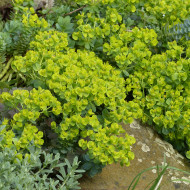 Euphorbe vivace de Corse - Euphorbia myrsinites