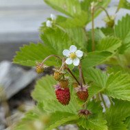 Fraisier des bois Baron Solemacher (Rügen)