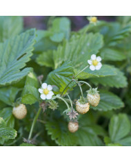 Fraisier des bois Mignonette