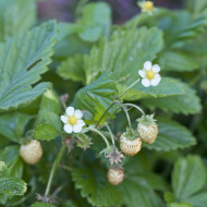 Fraisier des bois Yellow Wonder
