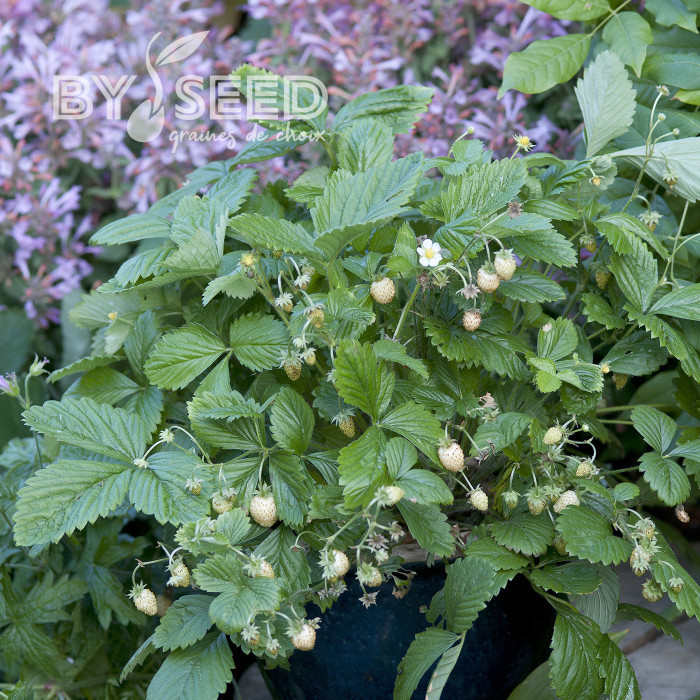 Fraisier des bois Yellow Wonder