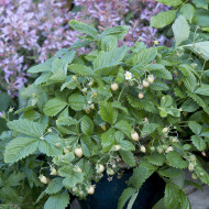 Fraisier des bois Yellow Wonder