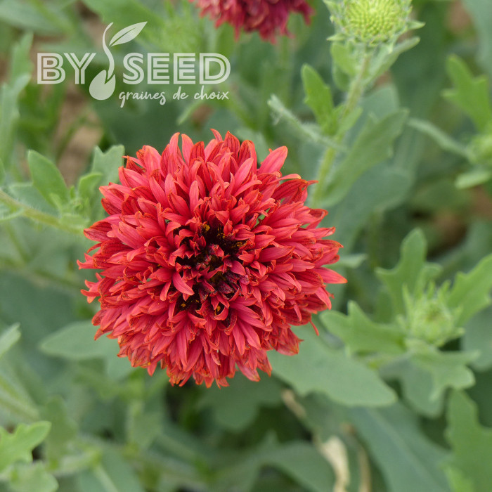 Gaillarde annuelle Red Plume