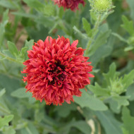 Gaillarde annuelle Red Plume