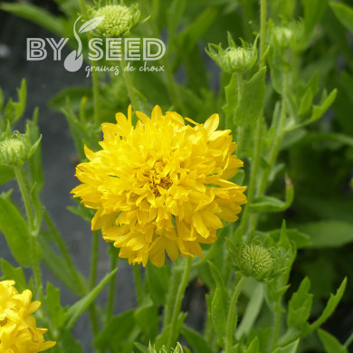 Gaillarde annuelle Yellow Plume