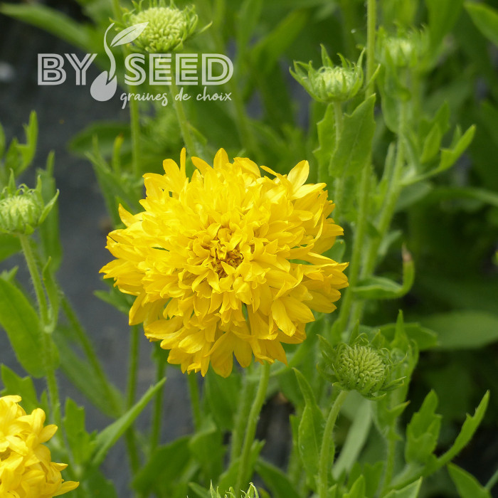 Gaillarde annuelle Yellow Plume