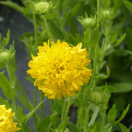 Gaillarde annuelle Yellow Plume