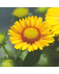 Gaillarde annuelle Yellow Plume