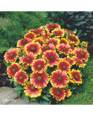 Gaillarde vivace Aurea Pura