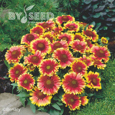 Gaillarde vivace Arizona Sun