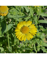 Gaillarde vivace Burgunder