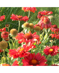 Gaillarde vivace Aurea Pura