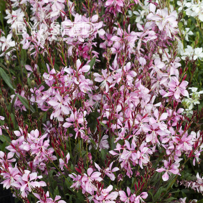 Gaura lindheimeri Emmeline Pink Bouquet