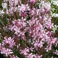 Gaura lindheimeri Emmeline Pink Bouquet