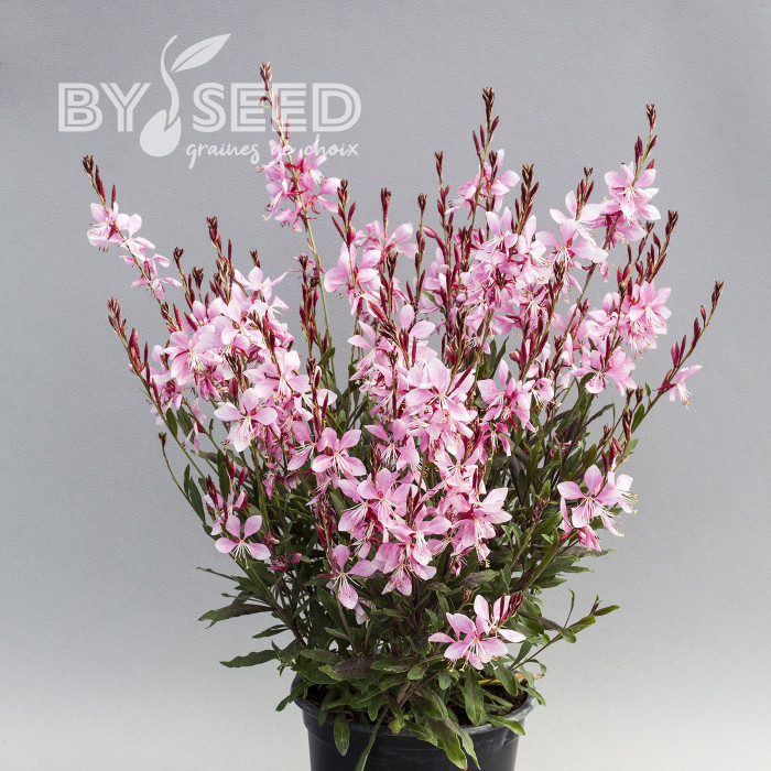Gaura lindheimeri Emmeline Pink Bouquet