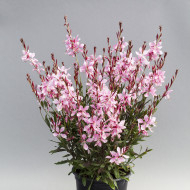 Gaura lindheimeri Emmeline Pink Bouquet