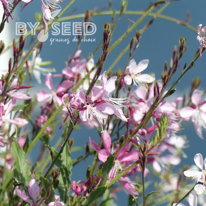 Gaura lindheimeri Emmeline Pink Bouquet