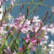 Gaura lindheimeri Emmeline Pink Bouquet