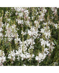 Gaura lindheimeri The Bride
