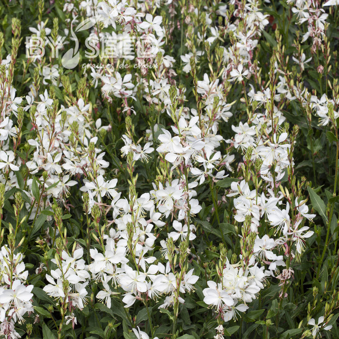 Gaura lindheimeri Emmeline White