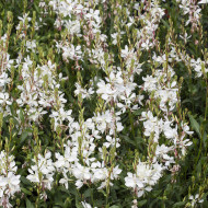 Gaura lindheimeri Emmeline White