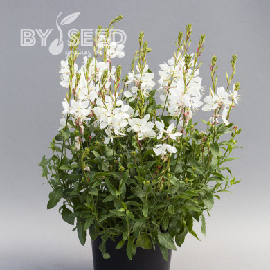 Gaura lindheimeri Emmeline White