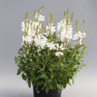 Gaura lindheimeri Emmeline White