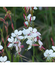 Géranium des prés (fleur sauvage)