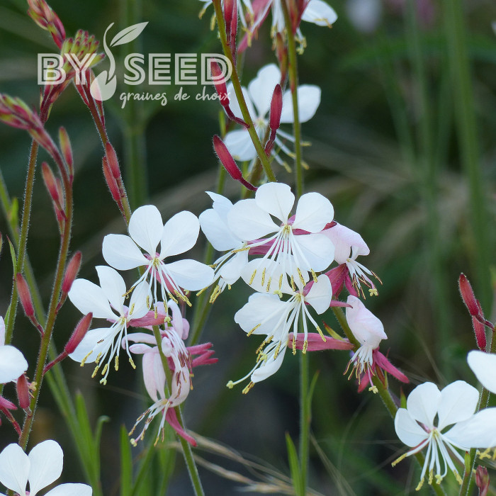 Gaura lindheimeri The Bride