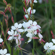 Gaura lindheimeri The Bride