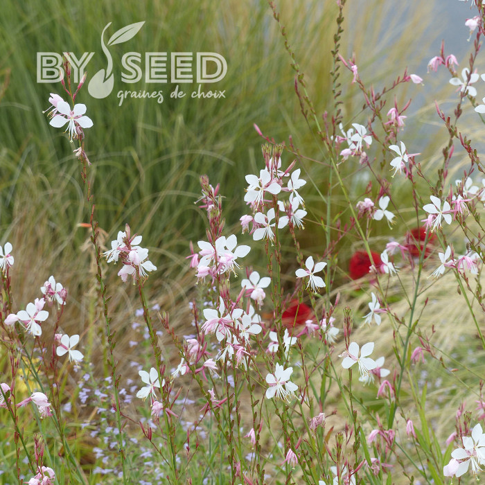 Gaura lindheimeri The Bride