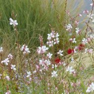 Gaura lindheimeri The Bride