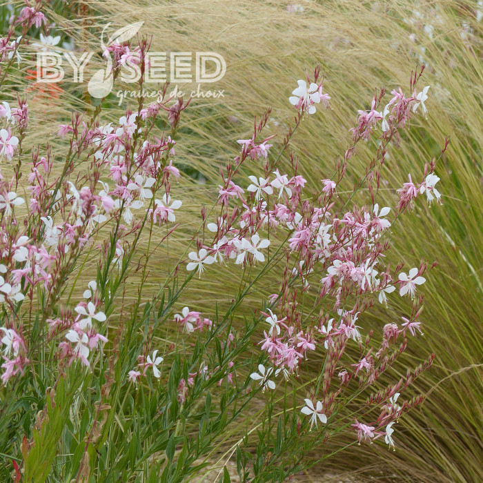 Gaura lindheimeri The Bride