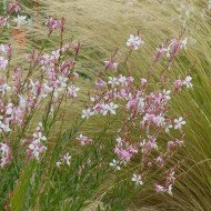 Gaura lindheimeri The Bride