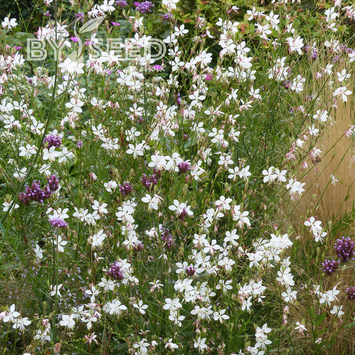 Gaura lindheimeri The Bride