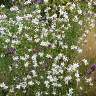 Gaura lindheimeri The Bride