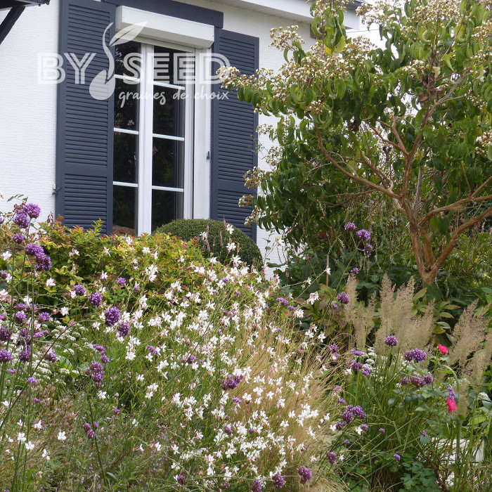 Gaura lindheimeri The Bride