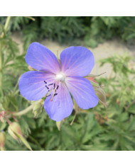 Géranium sanguineum Vision® Pink