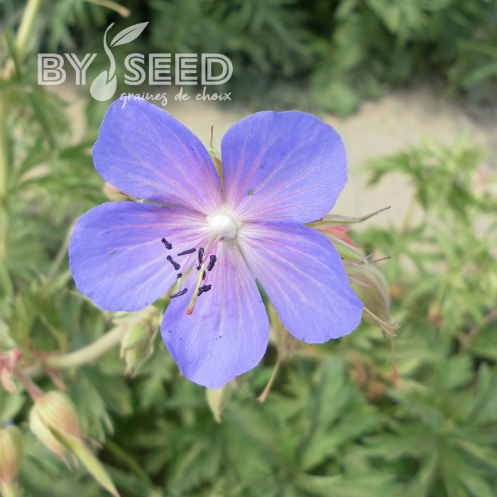 Géranium des prés (fleur sauvage)